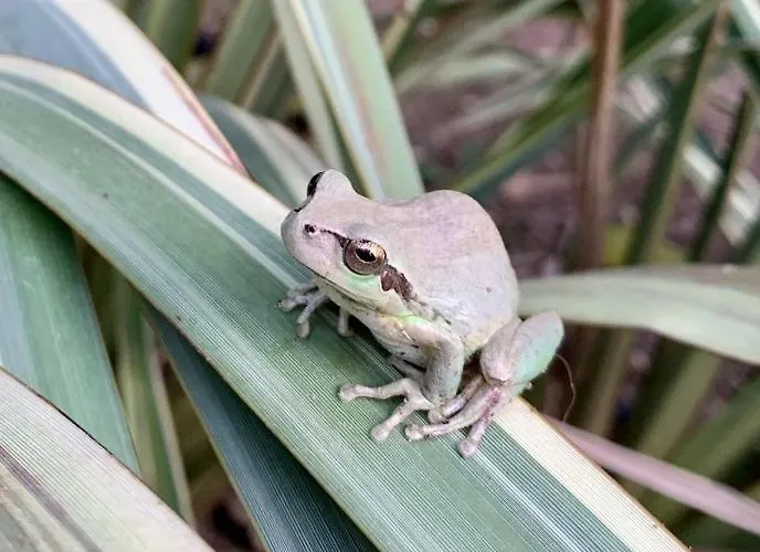 Bergerie plage Hyères